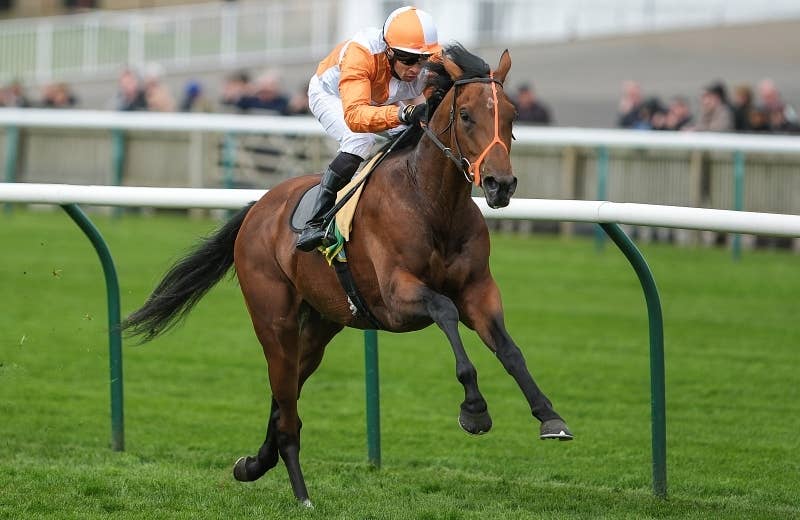 ジェイアービー（Jayarebe） | 競馬データベース | JRA-VAN