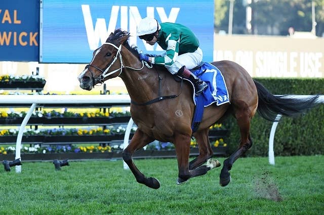 コックスプレート 2024 プログノーシス キャップ 社台 一口馬主 競馬 コックスプレート2024枠順】プログノーシス5番ゲート(馬番2)・ミスター