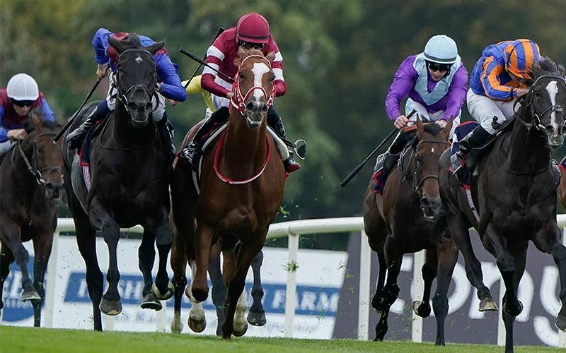 馬券　シンエンペラー　11枚 馬券 シンエンペラー 11種 シンエンペラー (Shin Emperor