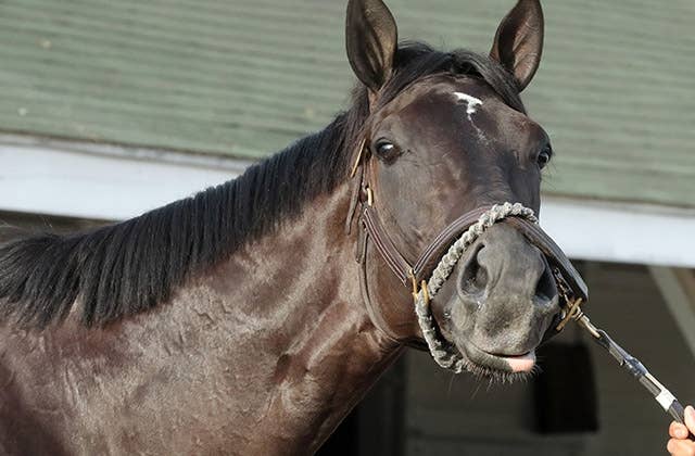 【非売品】クールモア・スタッド (海外競馬・種牡馬) スイッツァランドが引退へ、クールモア・オーストラリアで種牡馬入り