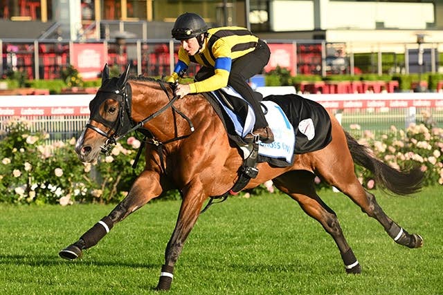 コックスプレート 2024 プログノーシス キャップ 社台 一口馬主 競馬 コックスプレート | 2024 Cox Plate | Prognosis, Via Sistina ・豪