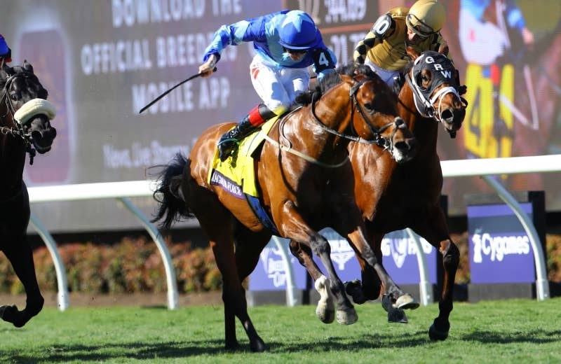 マグナムフォース（Magnum Force） | 競馬データベース | JRA-VAN 