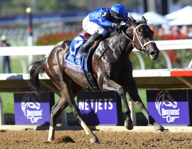 BCジュベナイルフィリーズはイマーシブが圧勝、アメリカンビキニ