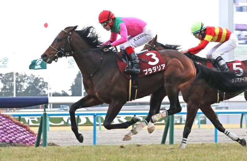 プラダリア（Pradaria） | 競馬データベース | JRA-VAN World - 海外