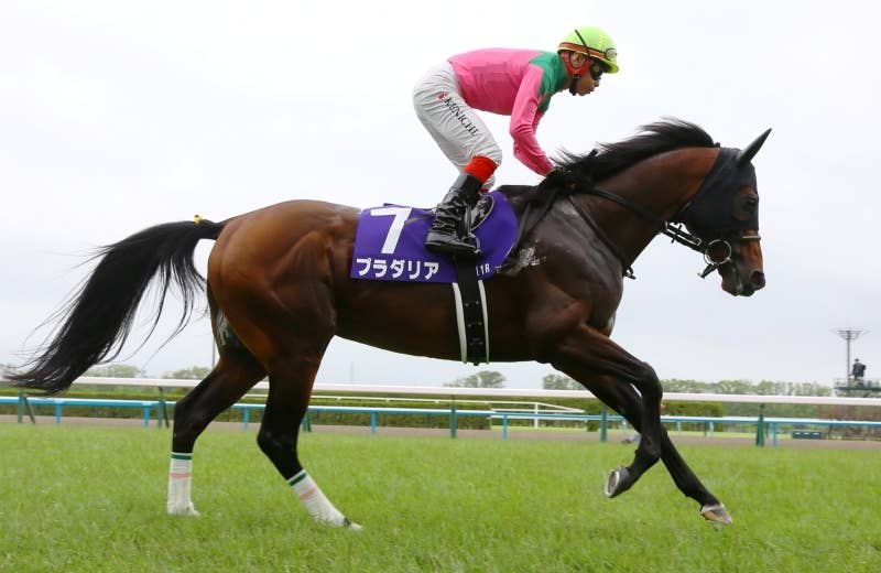 プラダリア（Pradaria） | 競馬データベース | JRA-VAN World - 海外