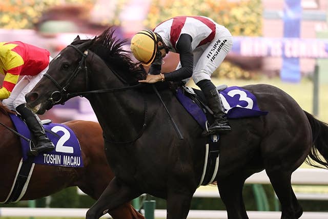 競馬 レシステンシア 2022年香港スプリント実使用ゼッケン レシステンシアが国内最終追い「いまや見た目はスプリンター