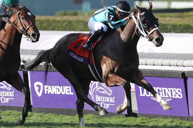 カーインライジング 香港 スプリント ぬいぐるみ 香港国際競走 日本未