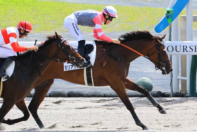 ミリアッドラヴ（Myriad Love） | 競馬データベース | JRA-VAN