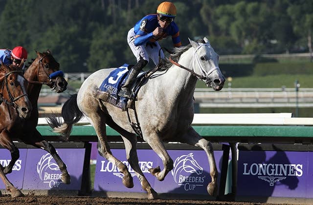 やーか　馬の尾の毛 やーか様専用 馬の尾の毛