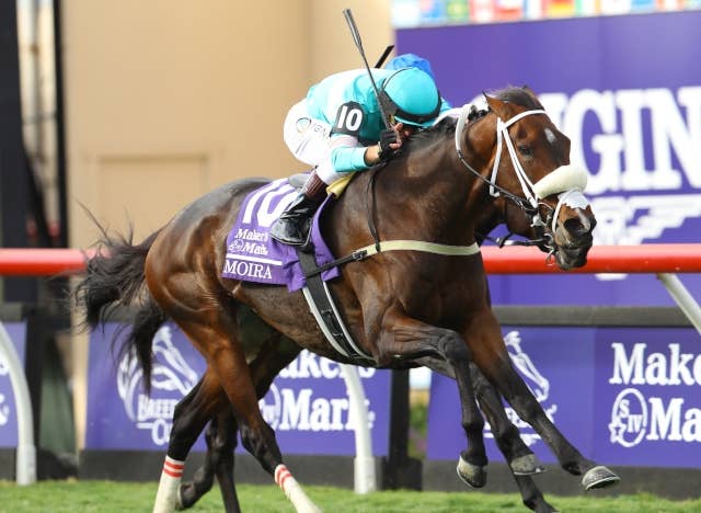 トムキトゥン（Tom Kitten） | 競馬データベース | JRA-VAN