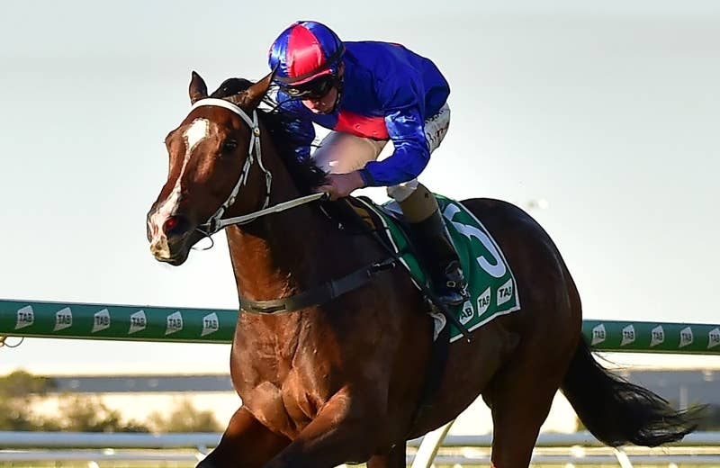 エルヴェンセドール（El Vencedor） | 競馬データベース | JRA