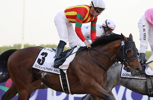 ゴドルフィン ダーレー ベスト Mサイズ 競馬 ゴドルフィンマイル3着のカズペトシーンが競走馬登録抹消で乗馬へ