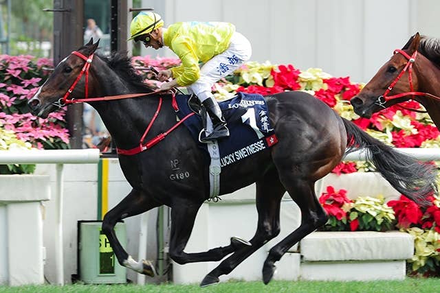スプリンターズS】香港のG1・4勝馬ラッキースワイネスは16日に来
