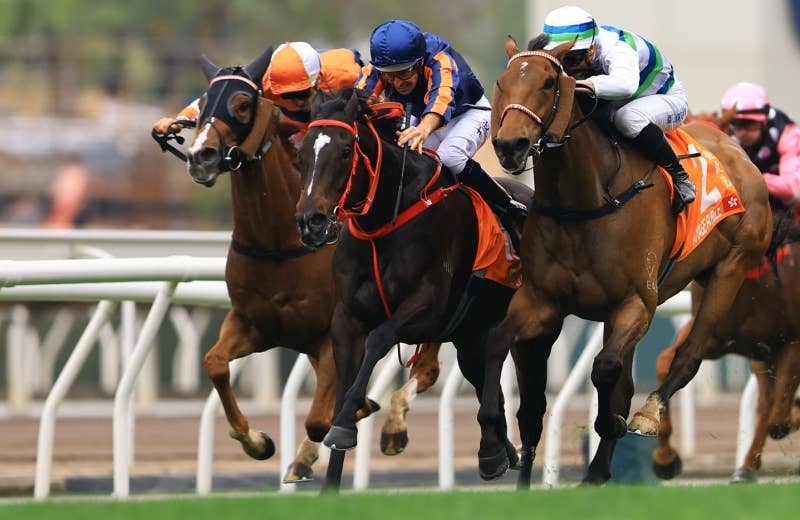 ライオンズ×NORTH ONE スクエア型ライオンレッド ライオンズ×NORTH ONE スクエア型ライオンレッド 【公式通販】