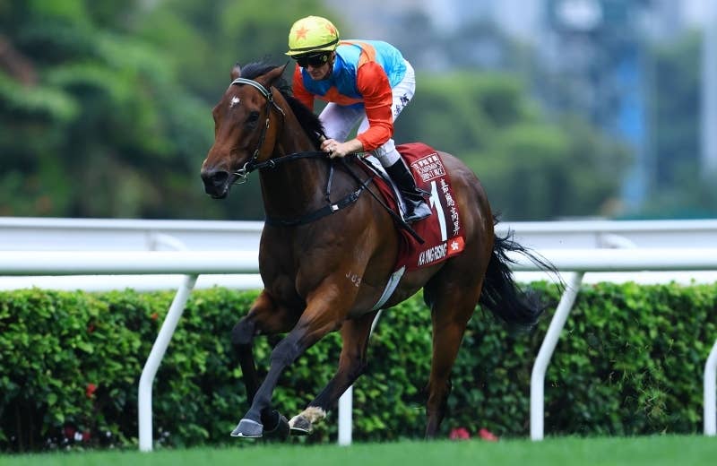 KA YING RISING カーインライジングクッション Gift at Races. Champion Horse Sitting Plush - Ka Ying Rising