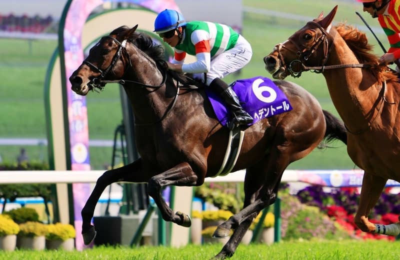 ヘデントール（Redentor） | 競馬データベース | JRA-VAN World - 海外