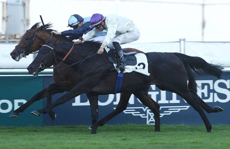 ルファール（Leffard） | 競馬データベース | JRA-VAN World - 海外