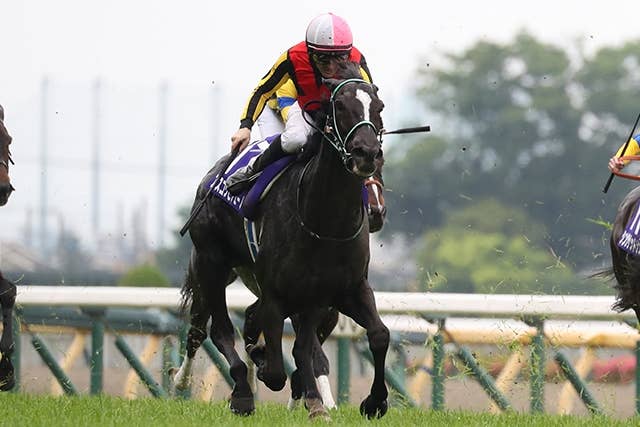 アスコリピチェーノ（Ascoli Piceno） | 競馬データベース | JRA