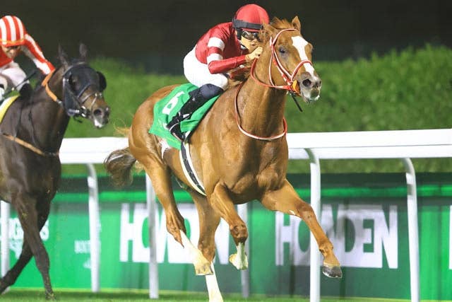 馬券　シンエンペラー　11種 馬券 シンエンペラー 11種
