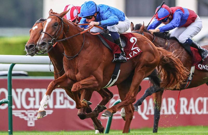 クアリフィカー（Cualificar） | 競馬データベース | JRA-VAN World