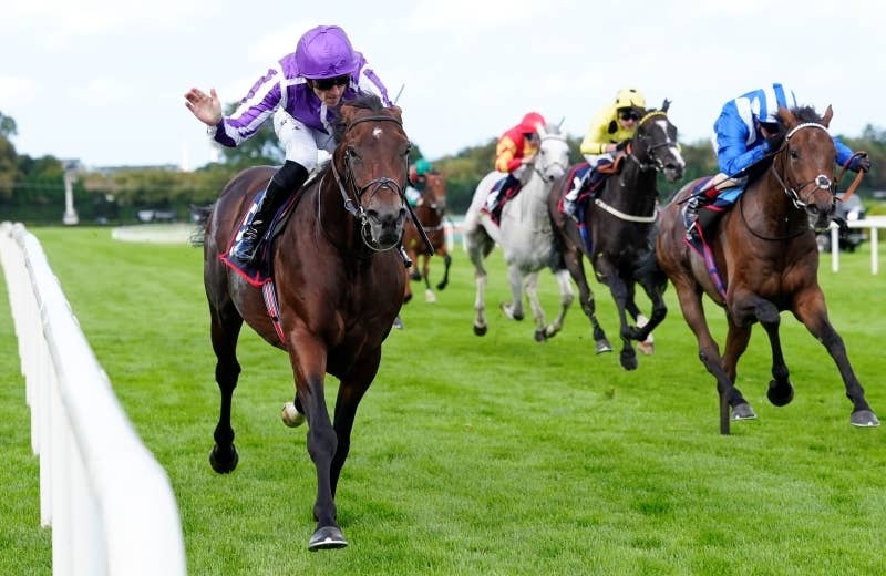 競走馬 ドラクロワ（Delacroix） | 競馬データベース | JRA-VAN World - 海外