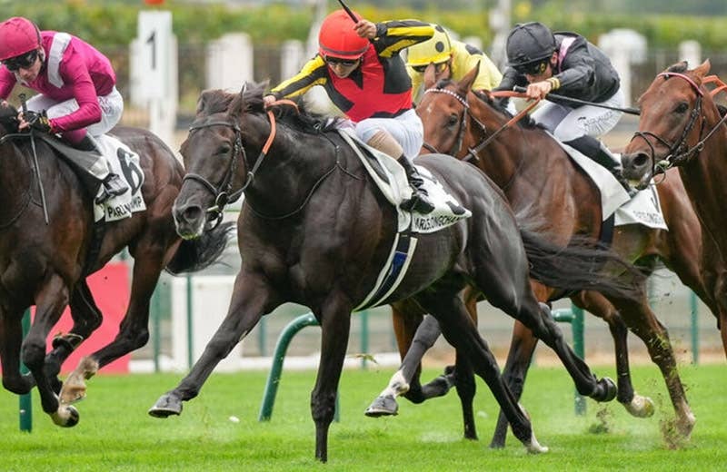 シンエンペラー（Shin Emperor） | 競馬データベース | JRA-VAN