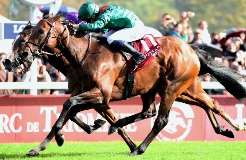 ダリズ（Daryz） | 競馬データベース | JRA-VAN World - 海外