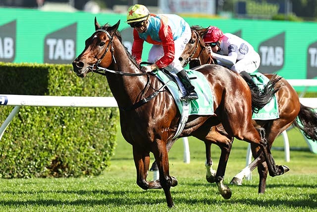 カーインライジング 香港 スプリント ぬいぐるみ 香港国際競走 日本未