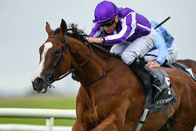 競馬ファンの方、海外レース、優勝馬 チャンピオンズカップ(G1) 2024 特集 出走予定馬・競馬予想