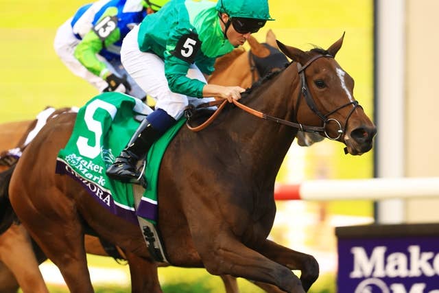 2025年 BCカップ 競馬公式プログラム パンフレット レース概要｜レース