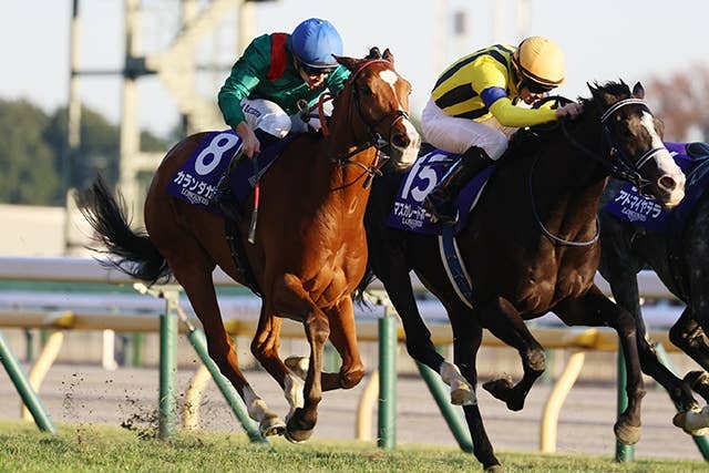 フォーエバーヤング フォーエバーヤング (Forever Young) | 競走馬データ - netkeiba