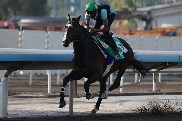ニュース | 2025香港ヴァーズ | JRA-VAN World - 海外競馬情報サイト