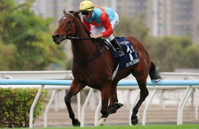 KA YING RISING カーインライジングクッション カーインライジング（Ka Ying Rising） | 競馬データベース | JRA-VAN