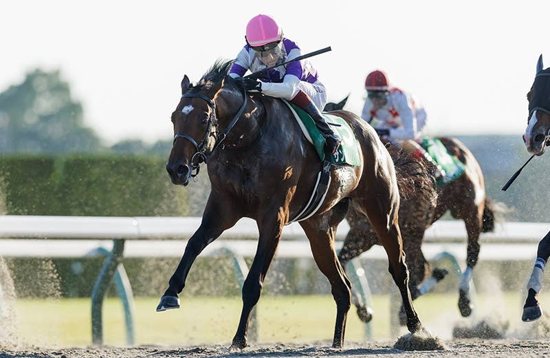 サンライズジパング（Sunrise Zipangu） | 競馬データベース | JRA-VAN
