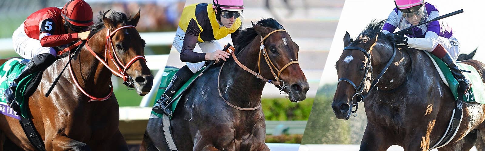 【サウジカップ】<br>最新情報はこちら