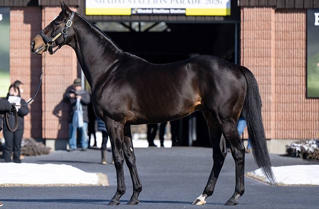 キタサンブラック（Kitasan Black） | 競馬データベース | JRA-VAN