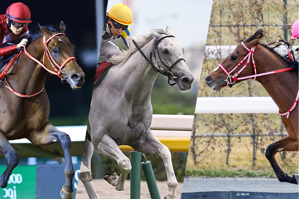 伝説の2歳王者アラジが死去、欧州年度代表馬と米最優秀2歳牡馬をダブル