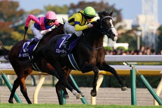 競馬 ダンビュライト クイーンエリザベス２世カップ実使用ゼッケン クイーンエリザベス2世カップ（G1） 2026/4/26(日) | 日程・結果 | JRA