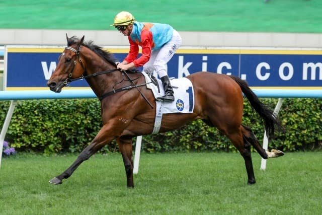 KA YING RISING カーインライジングクッション カーインライジング（Ka Ying Rising） | 競馬データベース | JRA-VAN