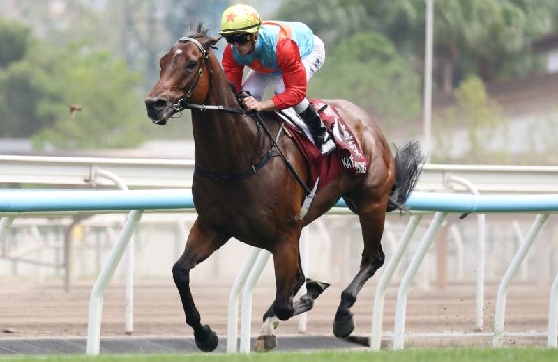 KA YING RISING カーインライジングクッション カーインライジング（Ka Ying Rising） | 競馬データベース | JRA-VAN