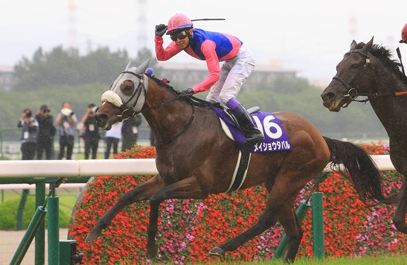 メイショウタバル（Meisho Tabaru） | 競馬データベース | JRA-VAN