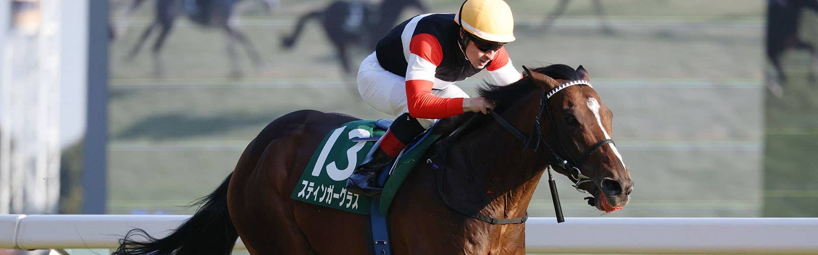 ダイヤモンドS覇者スティンガーグラス<br>豪G1メルボルンC参戦へ