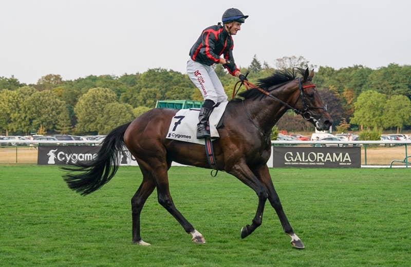 モルティーズクロス（Maltese Cross） | 競馬データベース | JRA-VAN