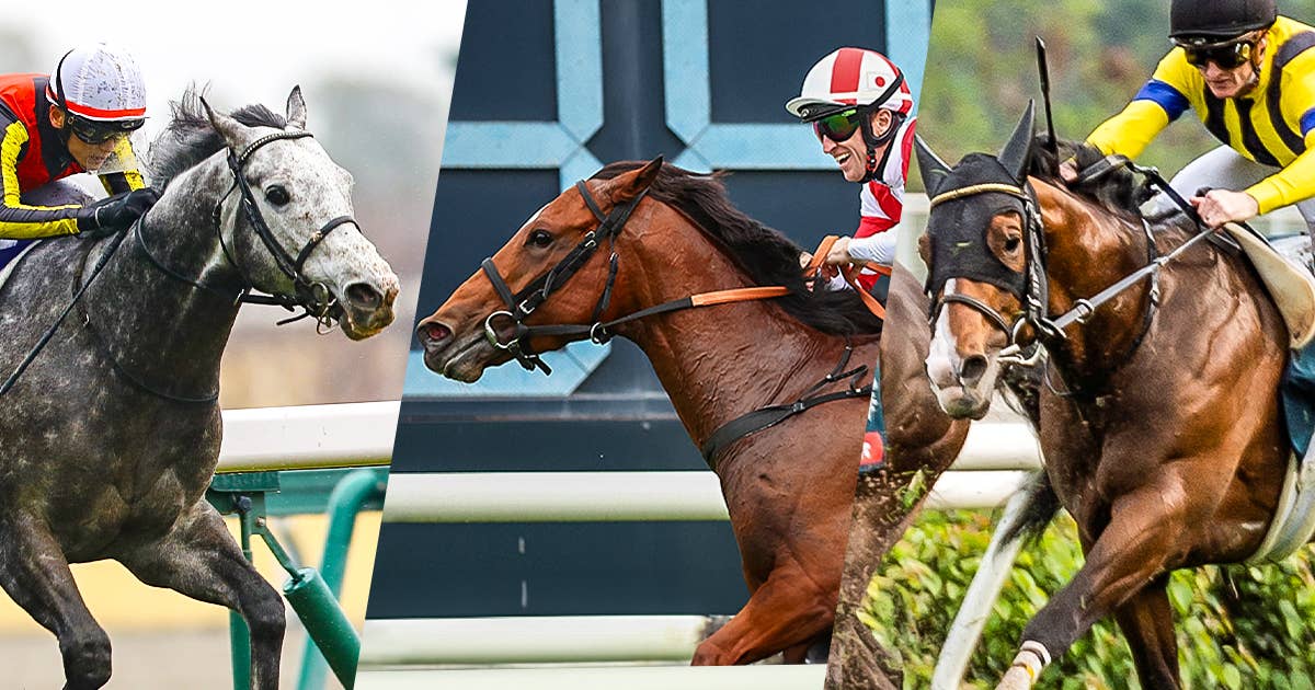 テンペスト (’12 日、香港、英) 2024香港チャンピオンズデー | JRA-VAN World - 海外競馬情報サイト