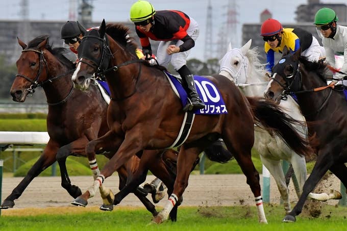 セリフォス | 注目馬 | 2023香港マイル | JRA-VAN World - 海外競馬