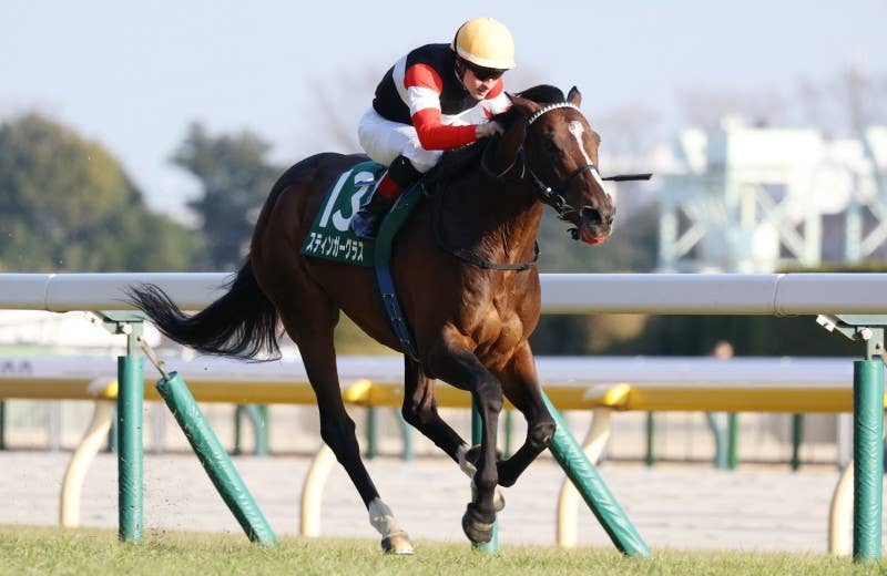 スティンガーグラス